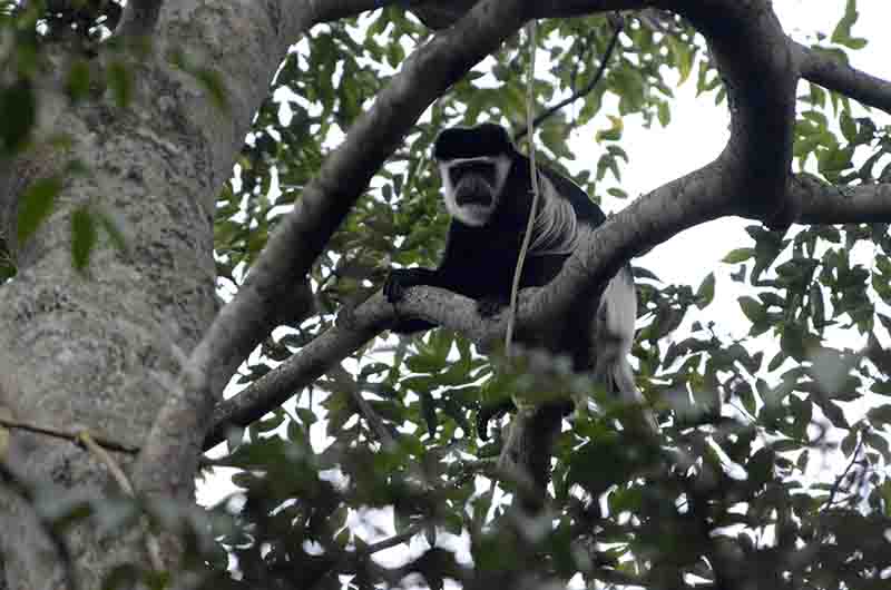 Mono Colobo Abisinio - selva de Budongo - Uganda 2.jpg